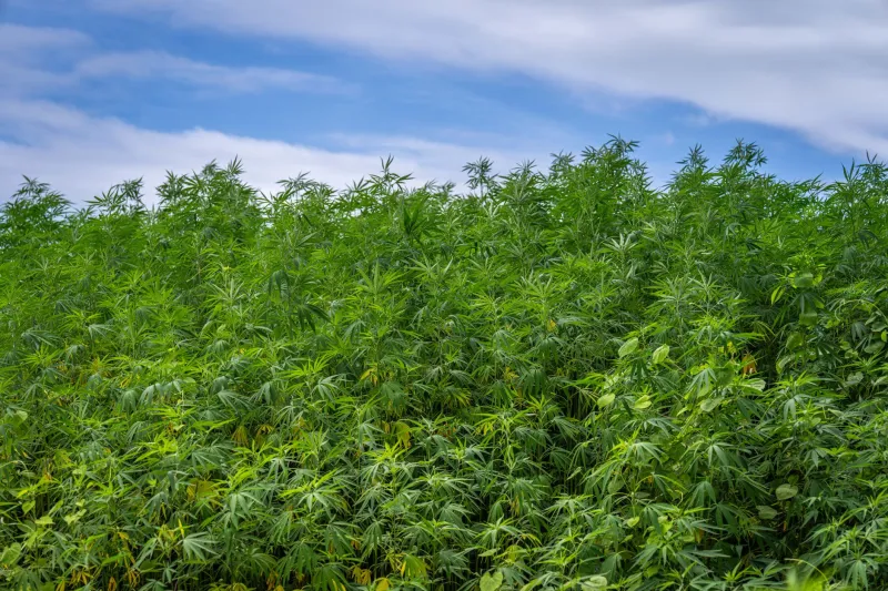 Meet the American Farmers Growing Your CBD — and Why Their Soil Matters to You