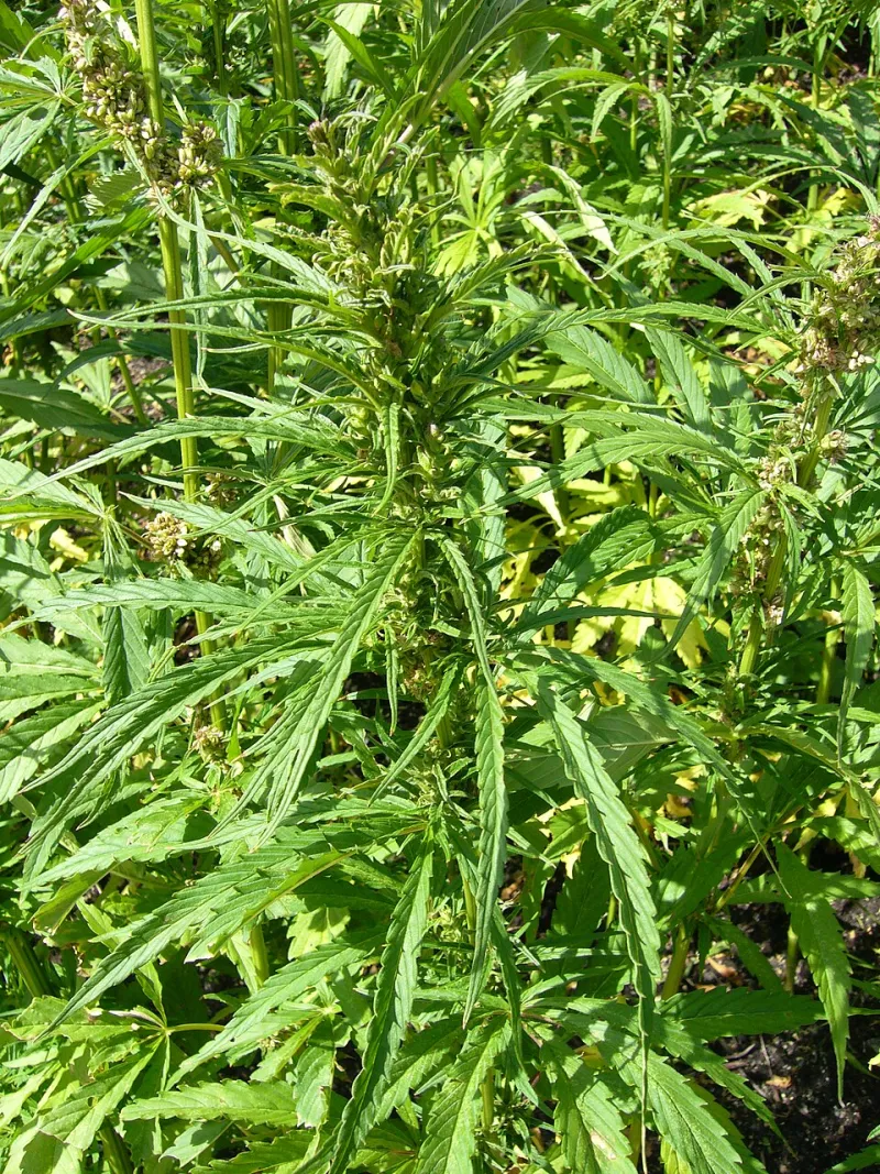 Same Plant, Totally Different Story: What Every American Should Know About Hemp and Marijuana